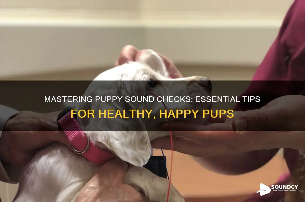 how do you sound check puppies