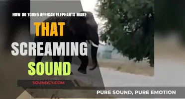 Unveiling the Mystery: How Young African Elephants Produce Their Screaming Sound