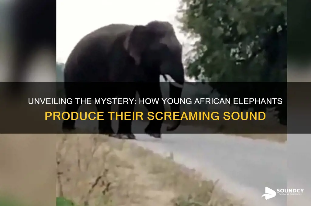 how do young african elephants make that screaming sound