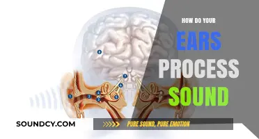 Unraveling the Mystery: How Your Ears Capture and Process Sound