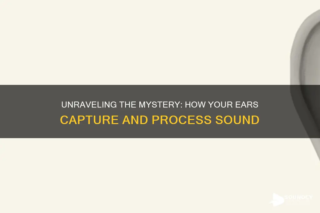 how do your ears process sound