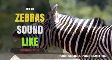 Unveiling the Unique Vocalizations: What Sounds Do Zebras Make?