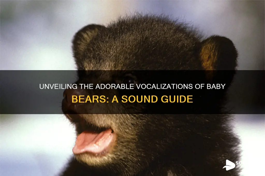 how does a baby bear sound