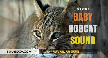 Unveiling the Unique Vocalizations: How Does a Baby Bobcat Sound?