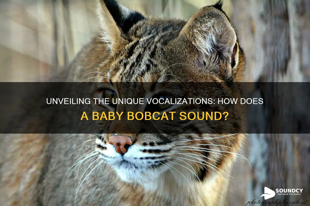 how does a baby bobcat sound