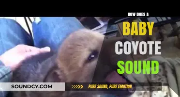 Unveiling the Unique Vocalizations: How Does a Baby Coyote Sound?