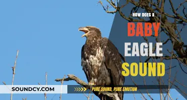 The Unique Chirps and Calls of Baby Eagles Explained