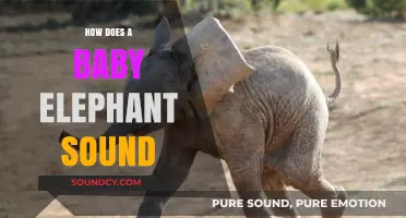Discover the Adorable and Unique Sounds of Baby Elephant Communication