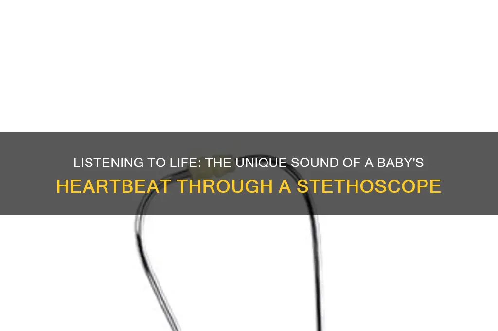 how does a baby heartbeat sound through a stethoscope