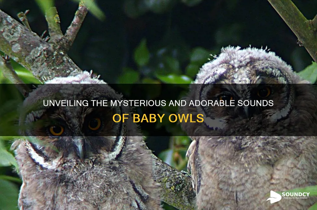 how does a baby owl sound