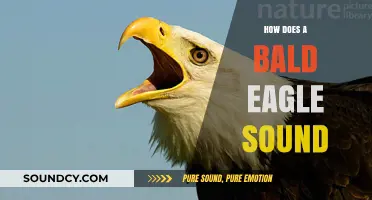 The Majestic Bald Eagle's Unique Call: Unveiling Its Distinctive Sound
