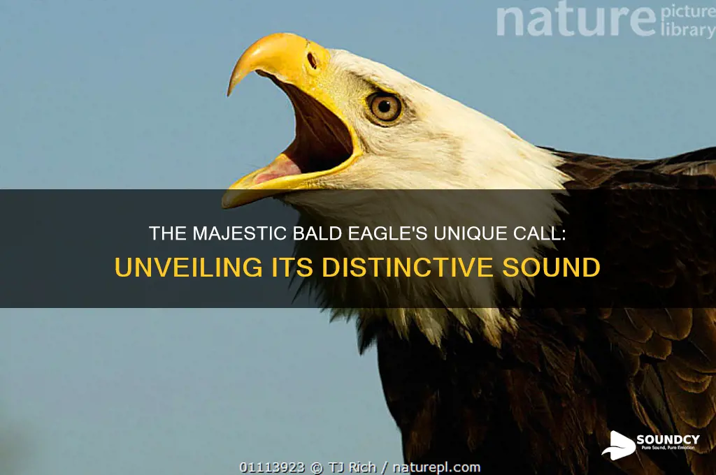 how does a bald eagle sound