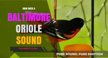 Discover the Unique Song of the Baltimore Oriole: A Sonic Guide