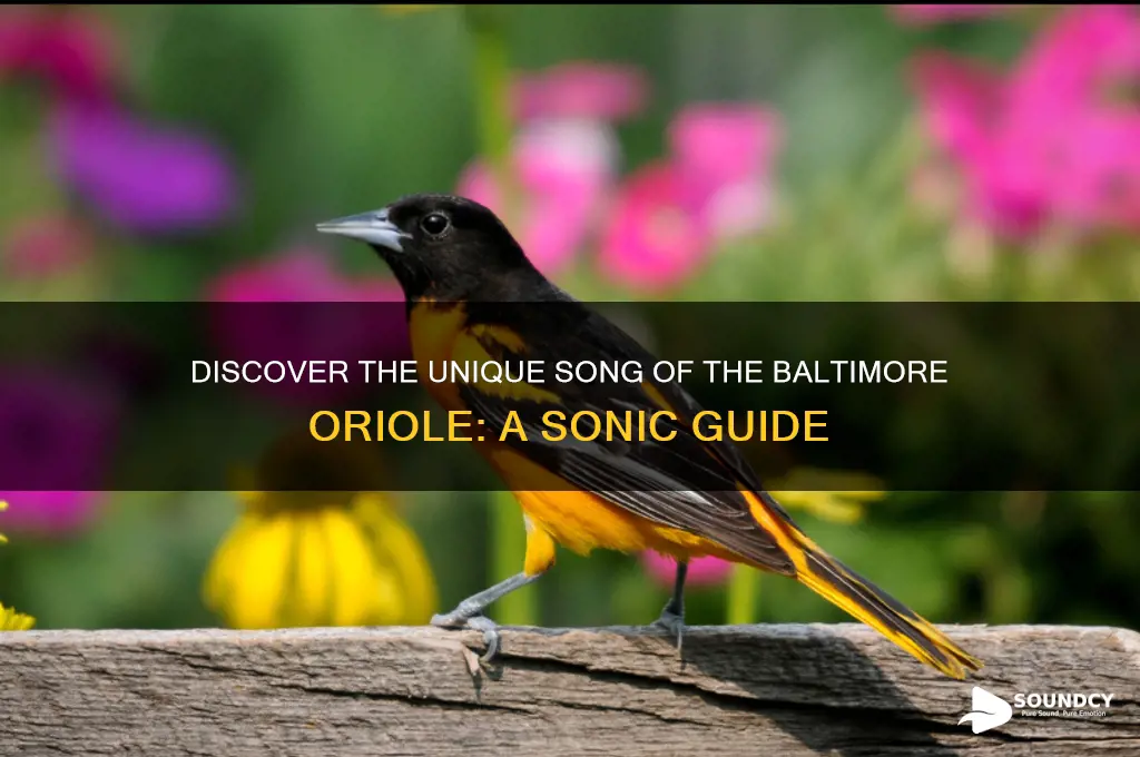 how does a baltimore oriole sound
