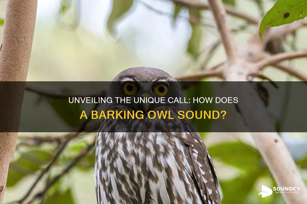 how does a barking owl sound