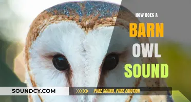 Unveiling the Haunting Calls: How Does a Barn Owl Sound?