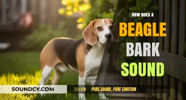 Understanding the Unique Beagle Bark: Sounds, Patterns, and Meanings