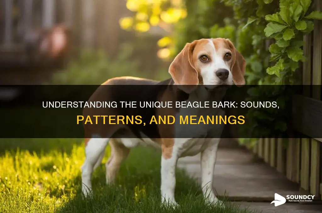 how does a beagle bark sound