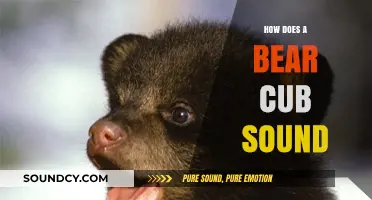 Discover the Adorable, Squeaky Calls of a Bear Cub: A Guide