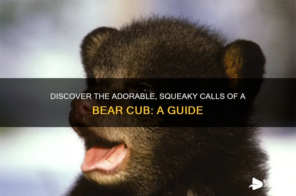how does a bear cub sound