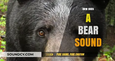 Unveiling the Unique Vocalizations: How Does a Bear Sound?