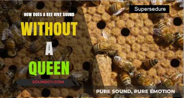 The Eerie Silence: A Queenless Bee Hive's Acoustic Mystery