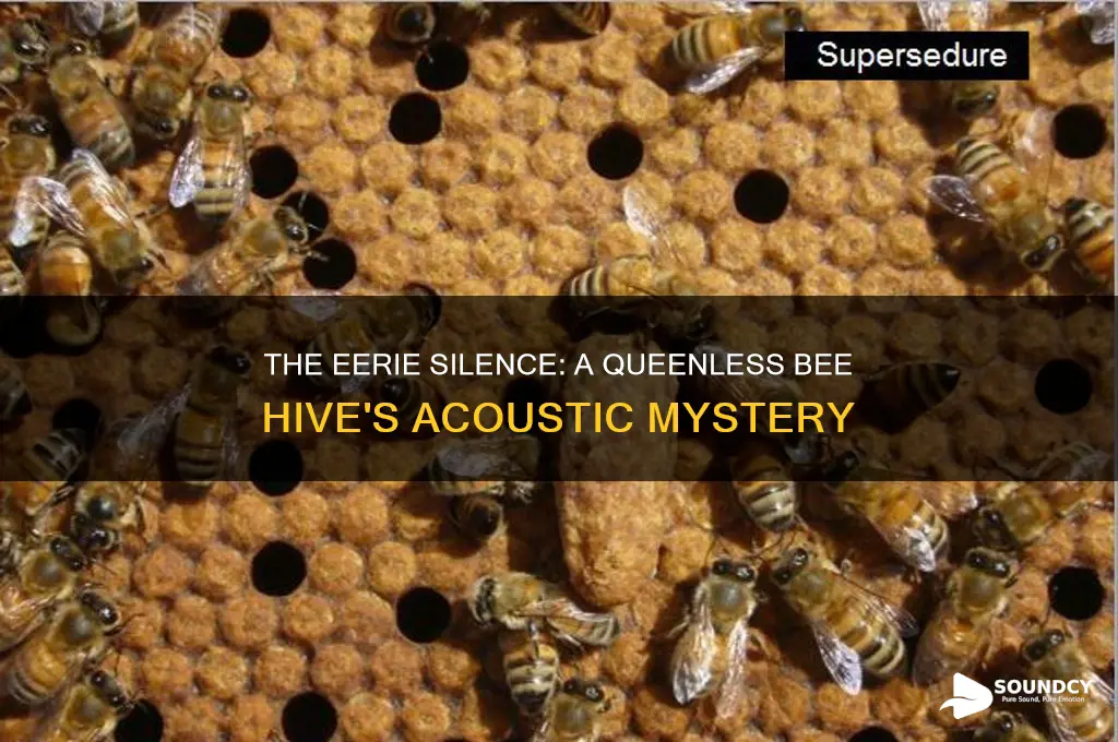 how does a bee hive sound without a queen