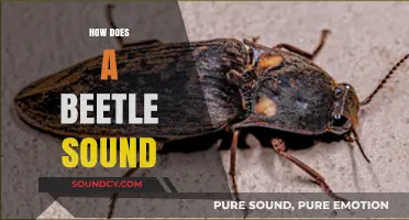 Unveiling the Unique Sounds of Beetles: A Sonic Exploration