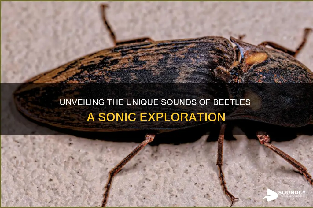 how does a beetle sound