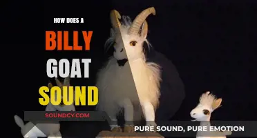 Unveiling the Unique Vocalizations of Billy Goats: Sounds and Behaviors