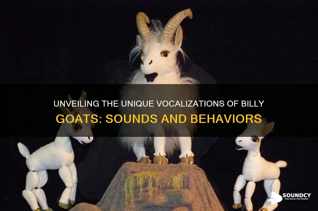 how does a billy goat sound