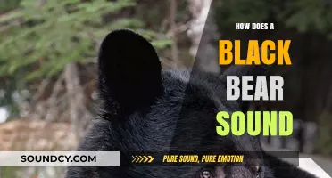 Unveiling the Unique Vocalizations of Black Bears: Sounds and Meanings
