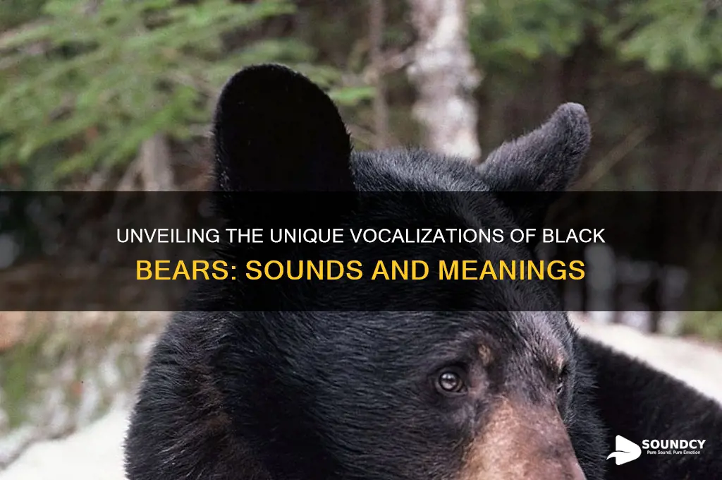 how does a black bear sound