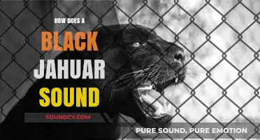 Unveiling the Mystical Roar: How Does a Black Jaguar Sound?