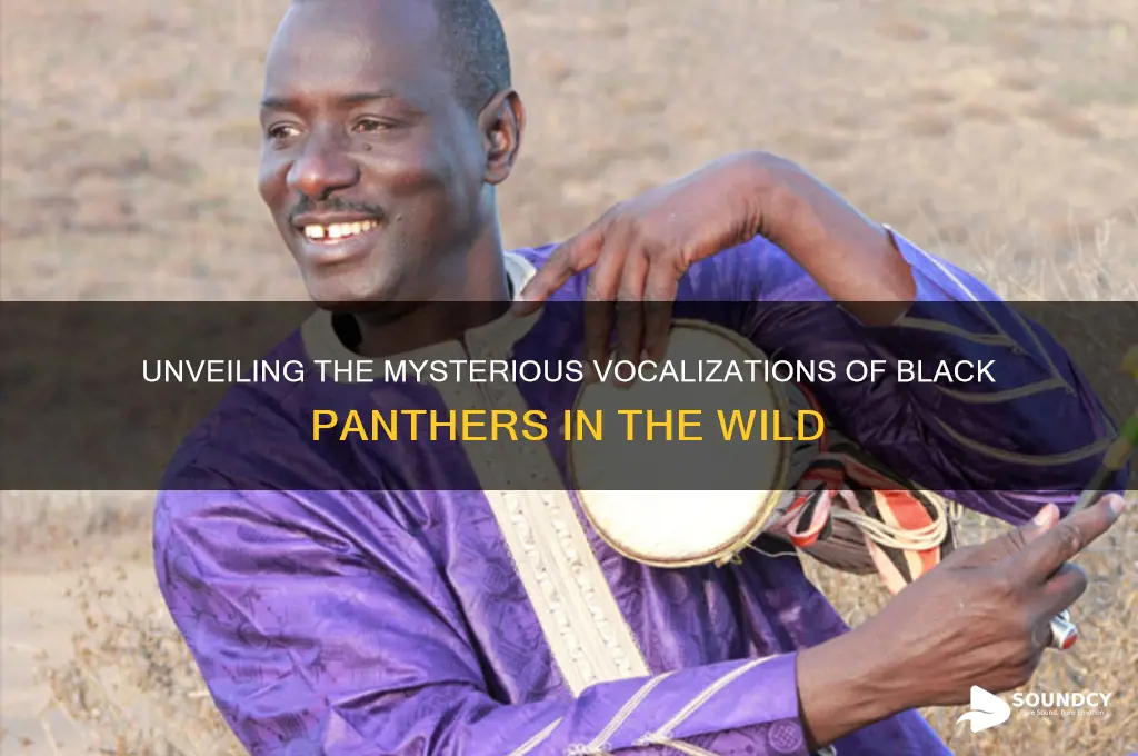 how does a black panther sound