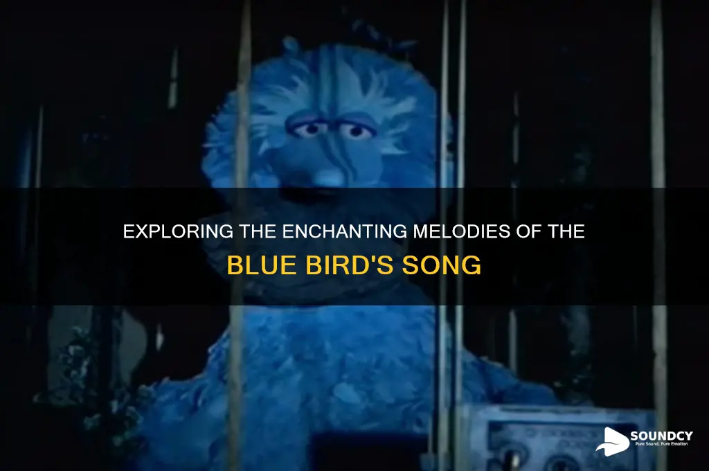 how does a blue bird sound