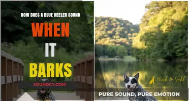 Unveiling the Unique Bark of a Blue Heeler: What to Expect