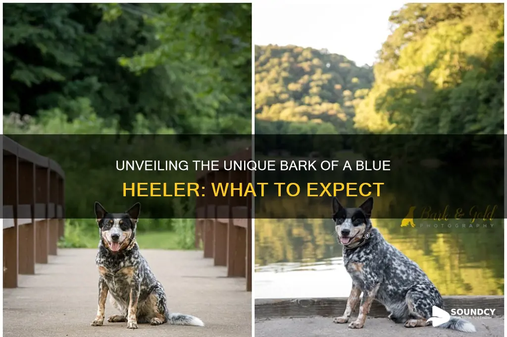 how does a blue heeler sound when it barks