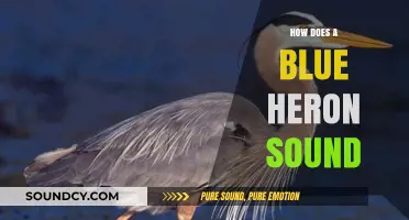 Unveiling the Unique Calls of the Majestic Blue Heron
