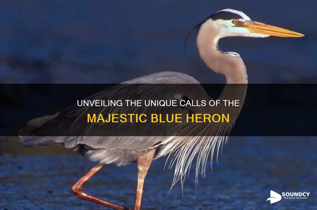 how does a blue heron sound
