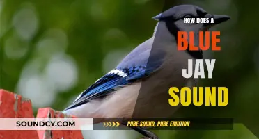 The Musical Blue Jay: A Symphony of Sounds