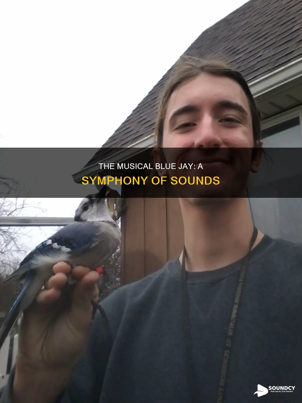 how does a blue jay sound