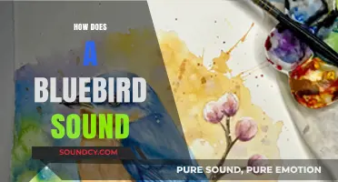 The Enchanting Melody: How Does a Bluebird Sound?