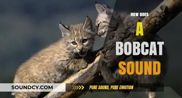 Unveiling the Unique Vocalizations: How Does a Bobcat Sound?