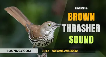 The Unique and Complex Song of the Brown Thrasher Explained