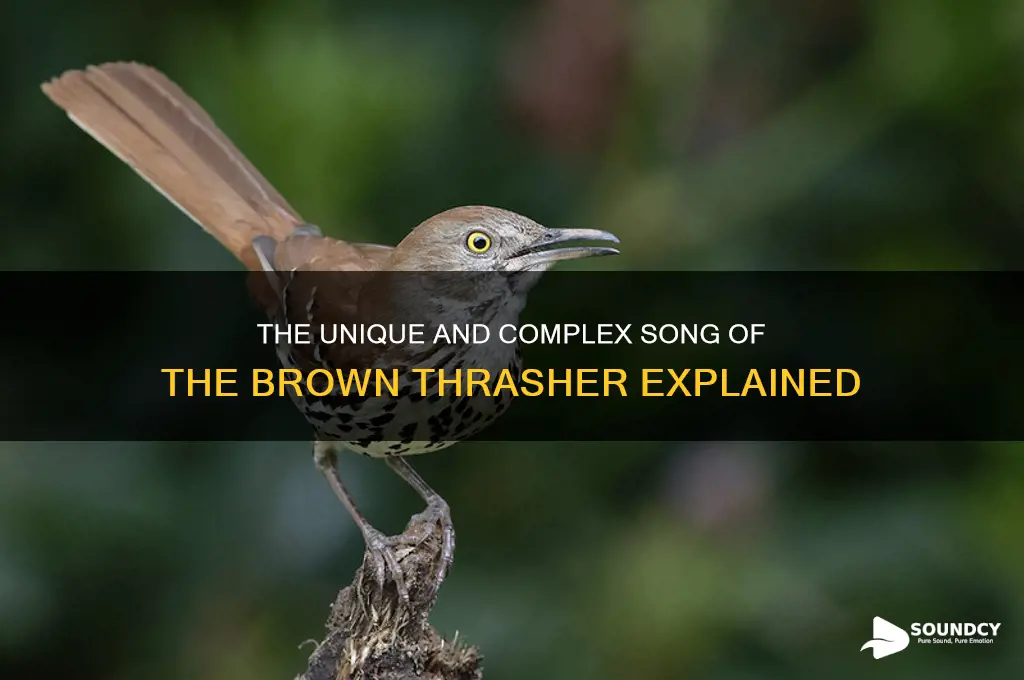 how does a brown thrasher sound