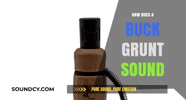 Mastering the Buck Grunt: Understanding Its Unique Sound and Purpose