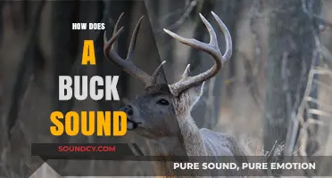 Understanding the Unique Vocalizations: How Does a Buck Sound?