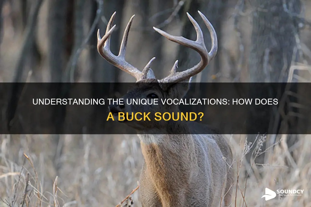 how does a buck sound