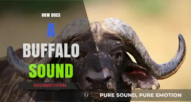 Unveiling the Unique Vocalizations: How Does a Buffalo Sound?